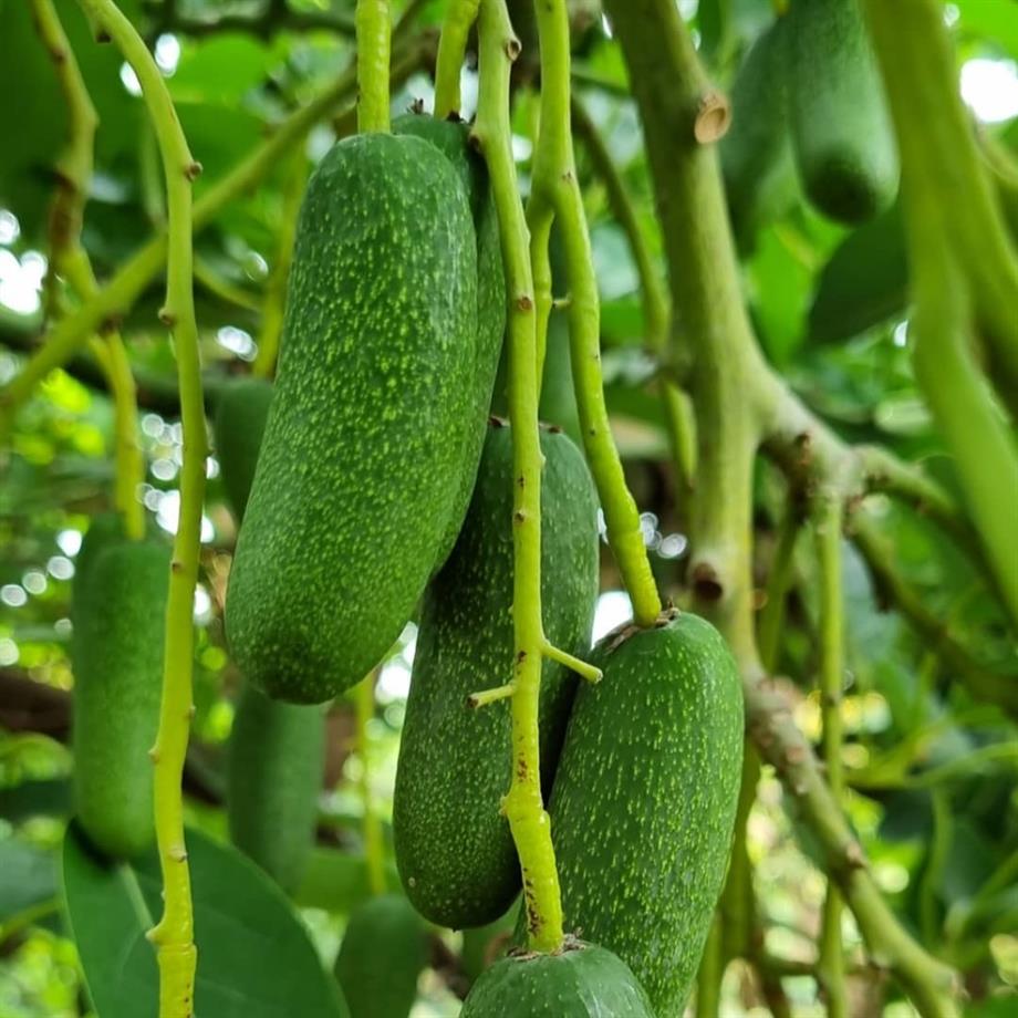 AVOKADO (BEBEK) - 500 GR 