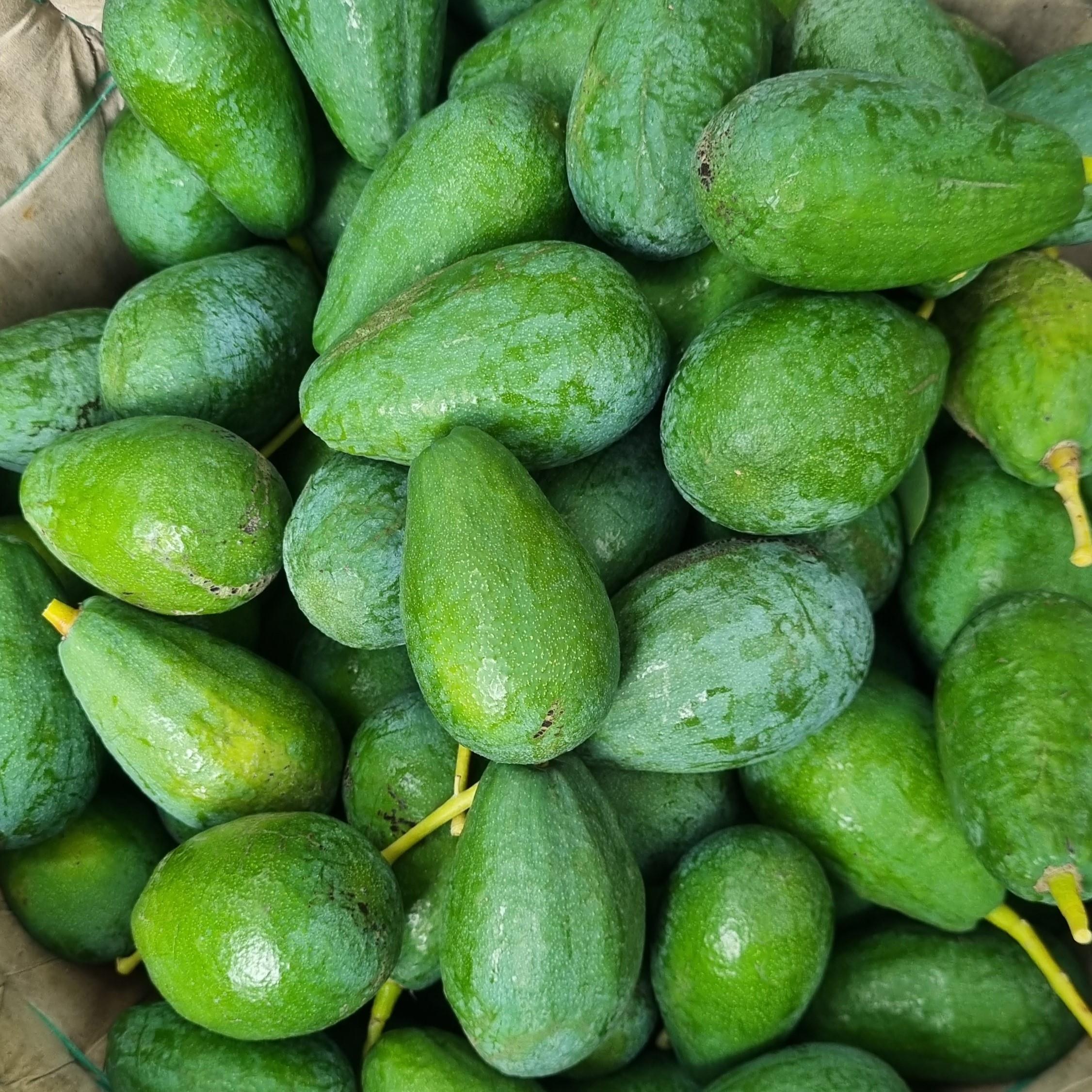AVOKADO (SADE) - 1 KG  / 5-7 ADET