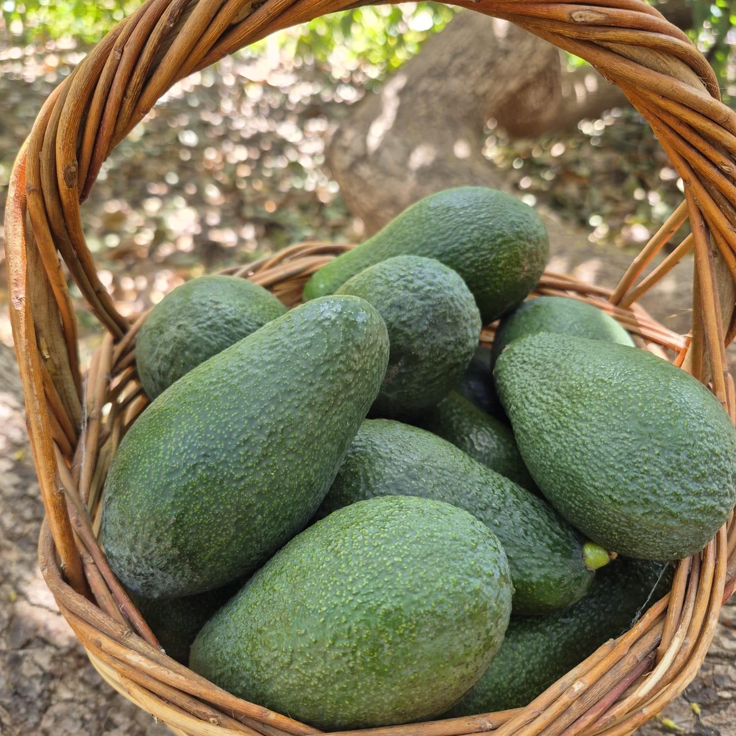 AVOKADO (WURTZ) - 1 KG