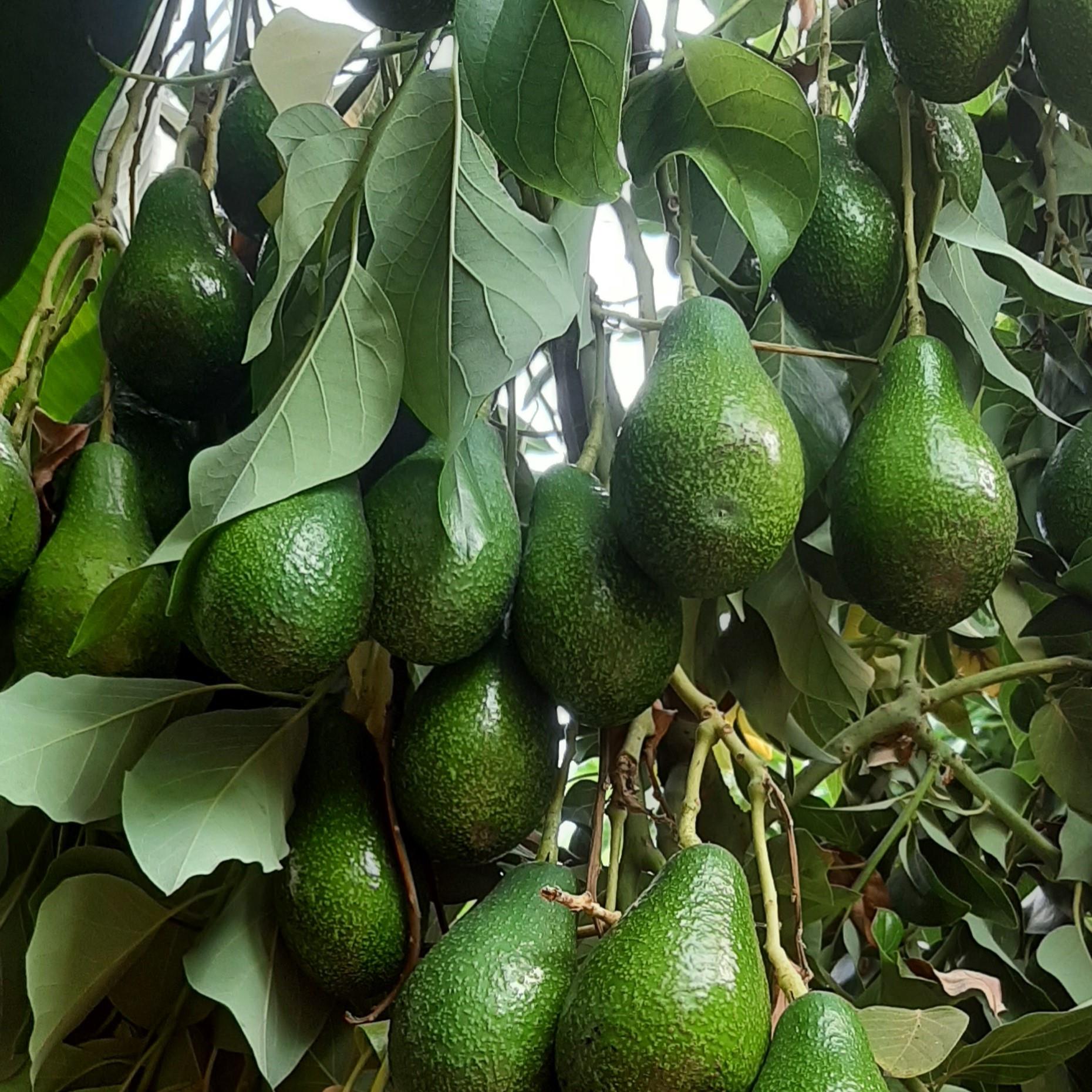 AVOKADO (ZUTANO) - 1 KG