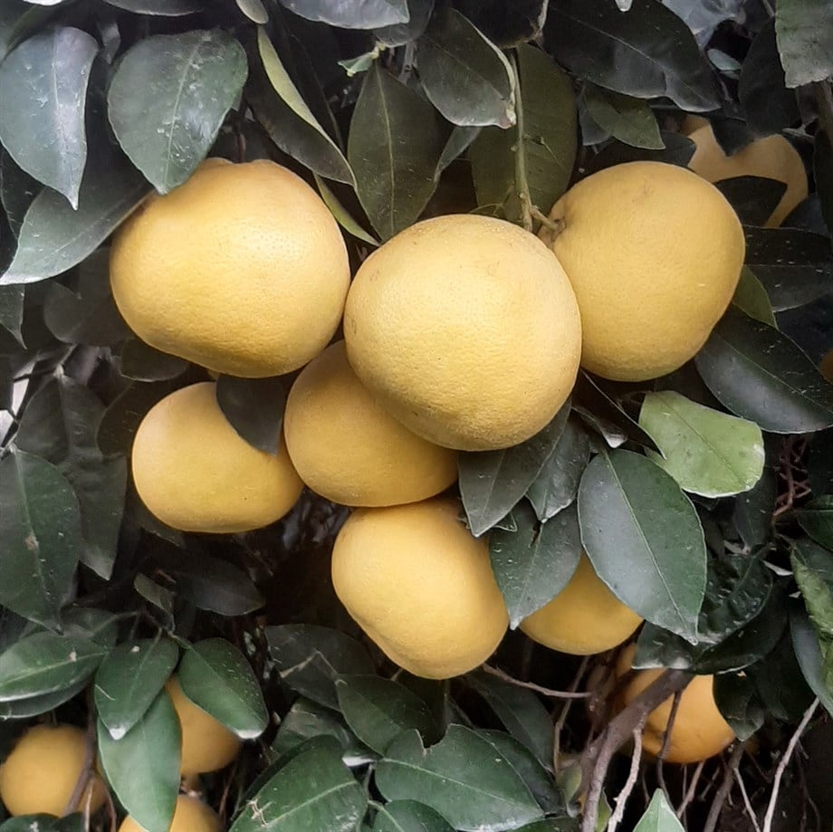 BEYAZ GREYFURT - 1 KG