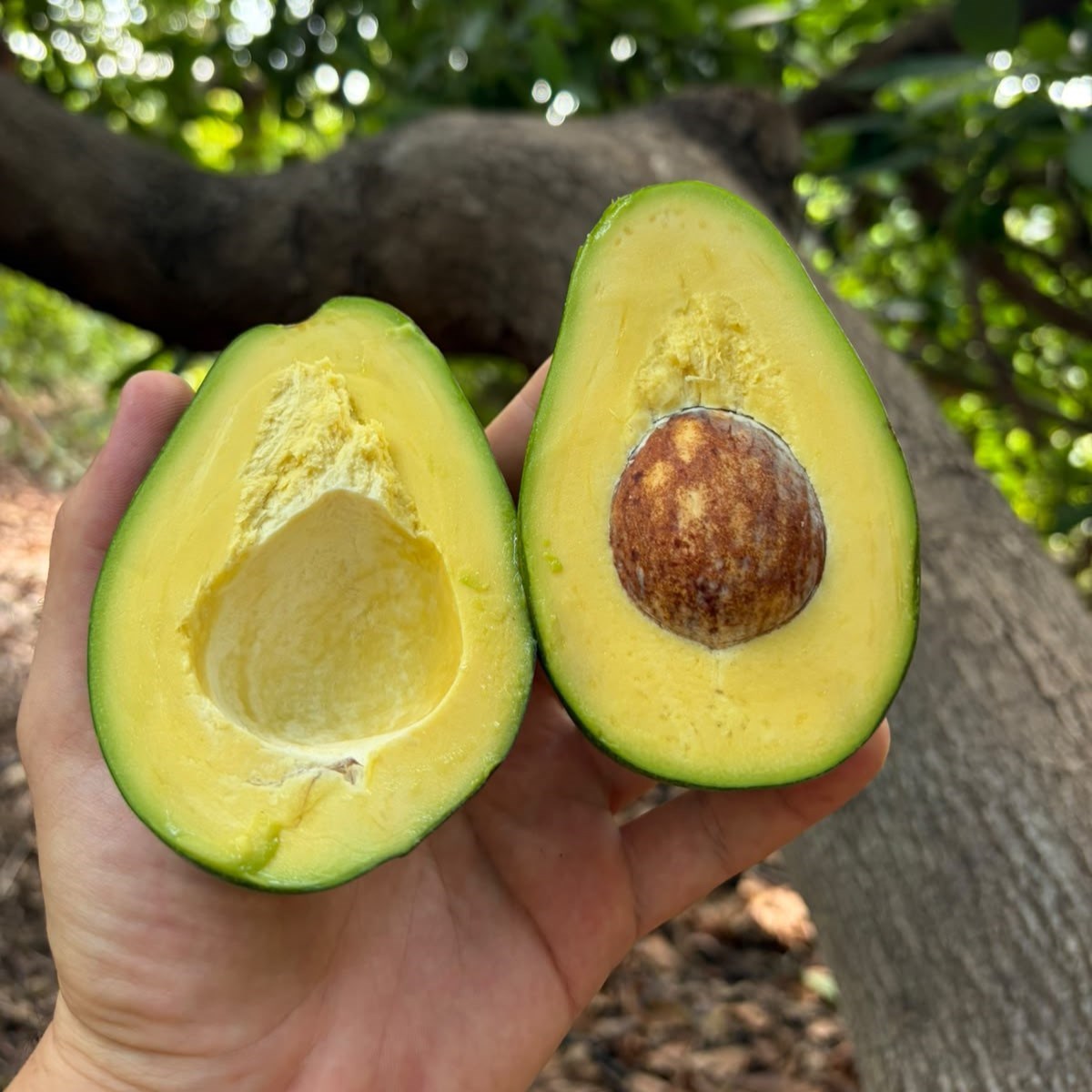 CLIFTON AVOKADO - 1 KG 