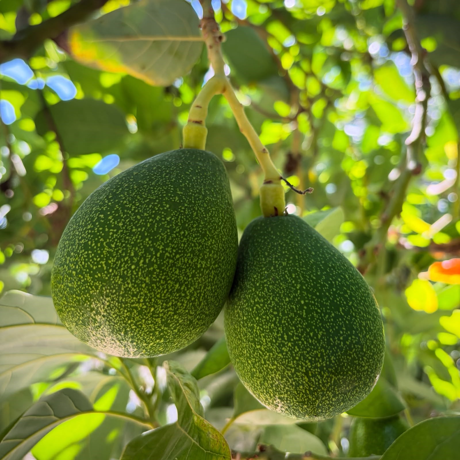 CLIFTON AVOKADO - 1 KG ( 15 AĞUSTOS GÖNDERİM )