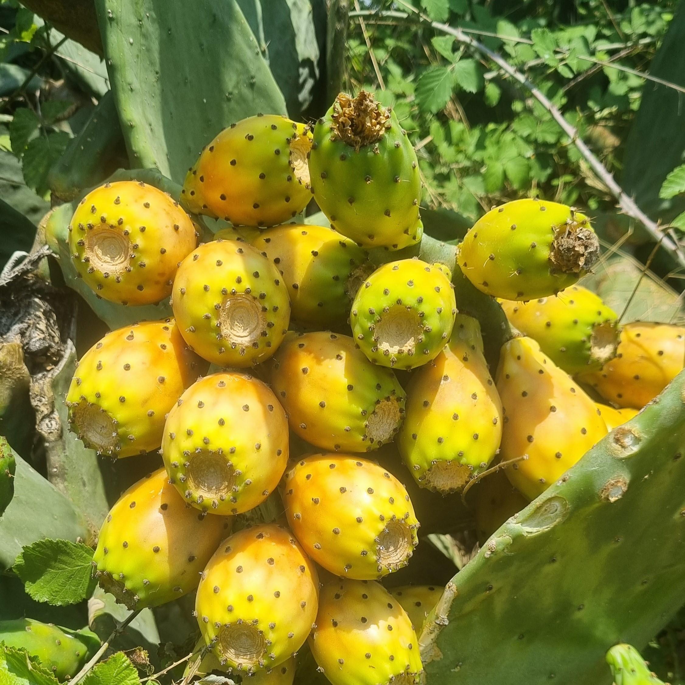 DİKENLİ İNCİR (FRENK YEMİŞİ) - 1 KG