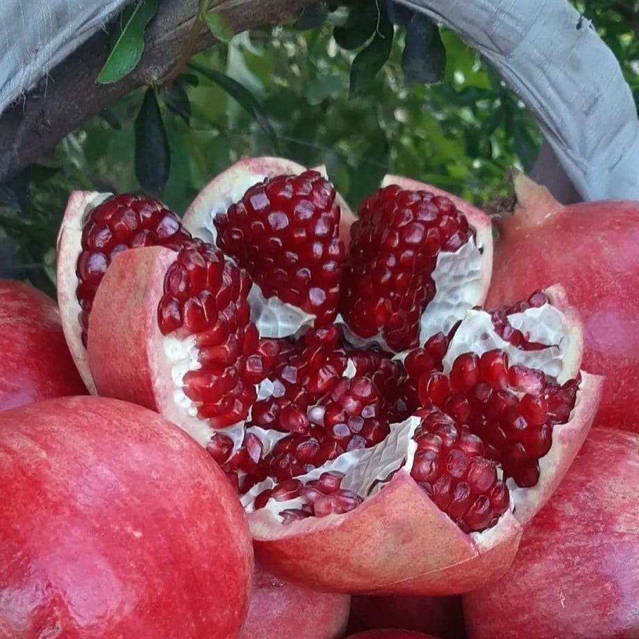 HİCAZ NARI - 1 KG