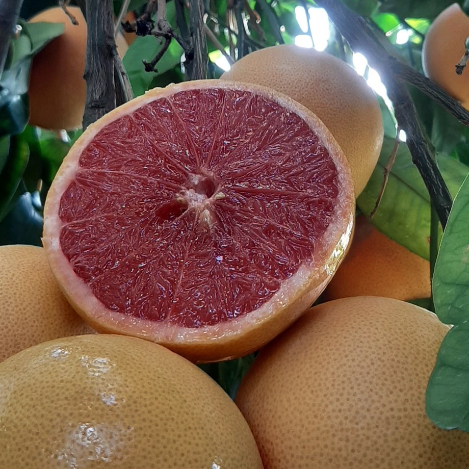 KIRMIZI GREYFURT - 1 KG