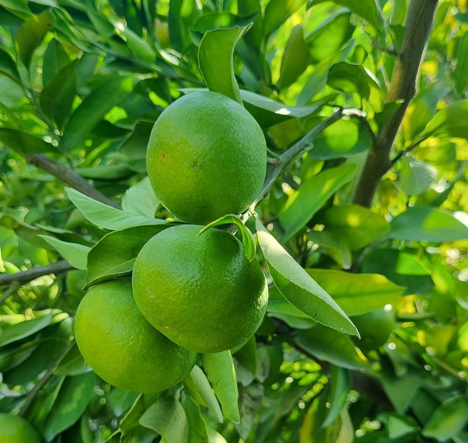 MANDALİNA (OKİTSU) - 1 KG