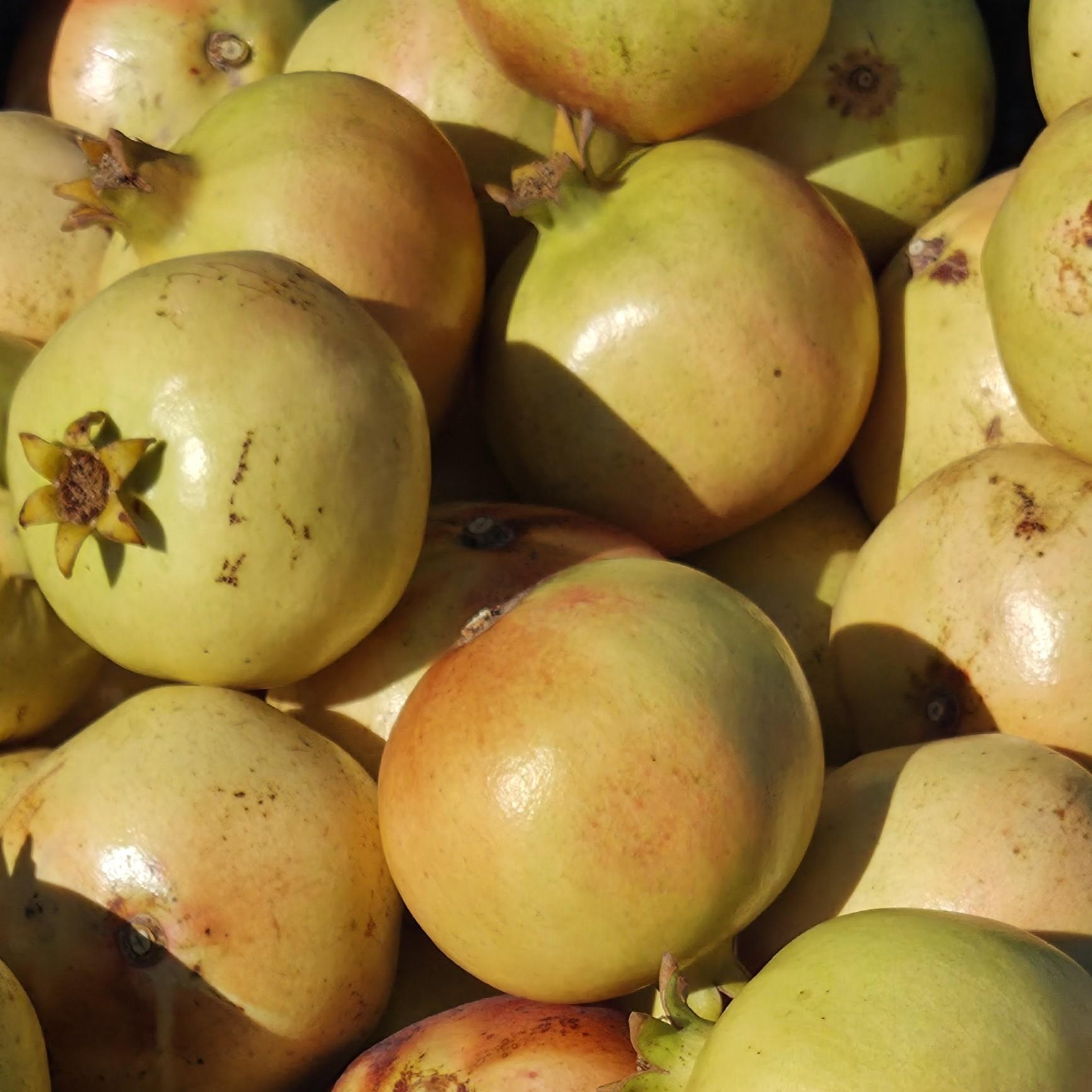 MEVSİM NARI - 2 KG
