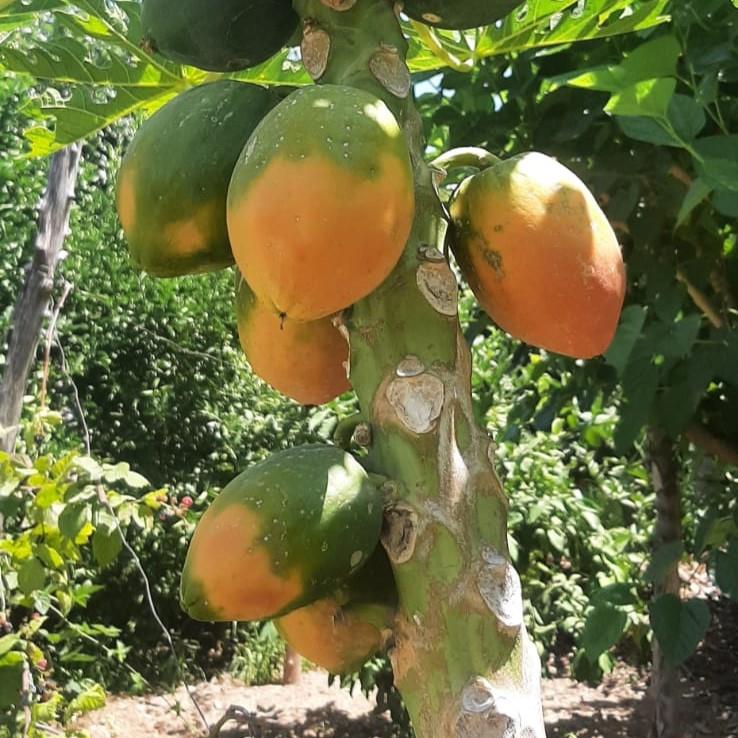 PAPAYA - 1 KG