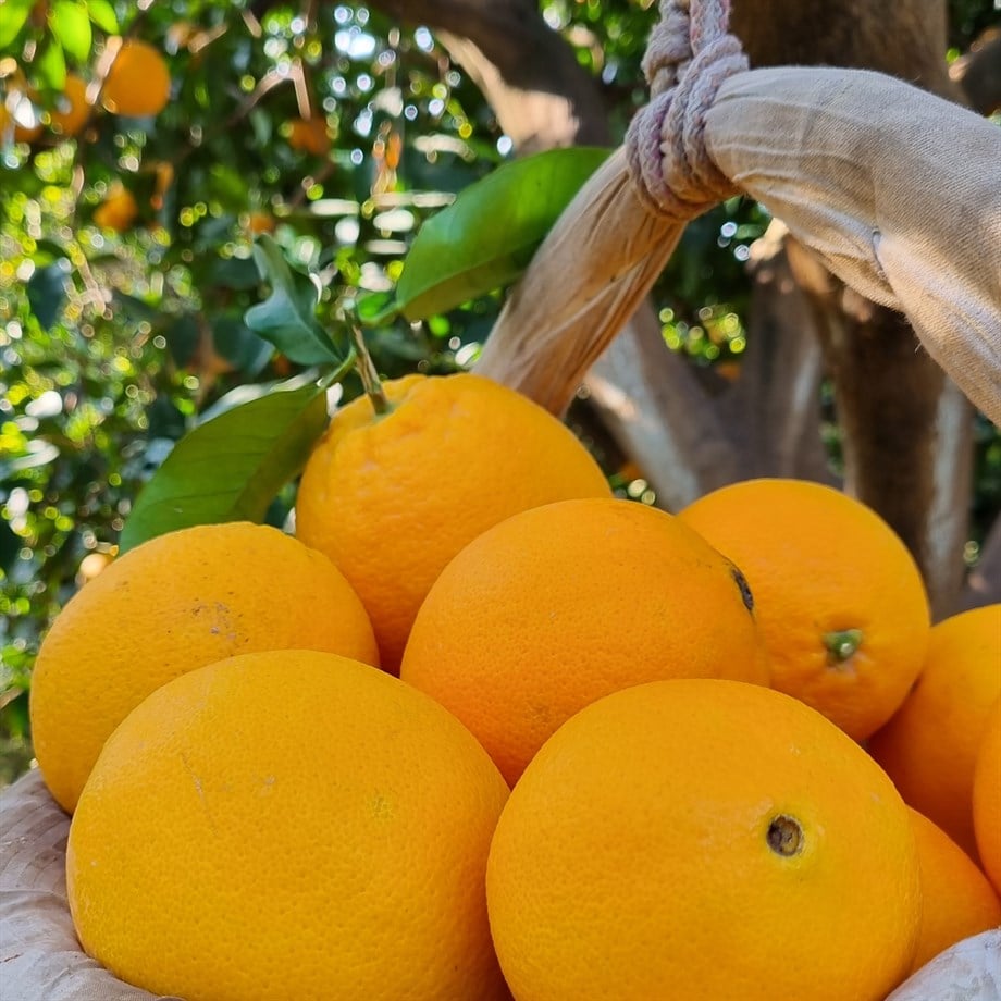 PORTAKAL (WASHINGTON) - 1 KG