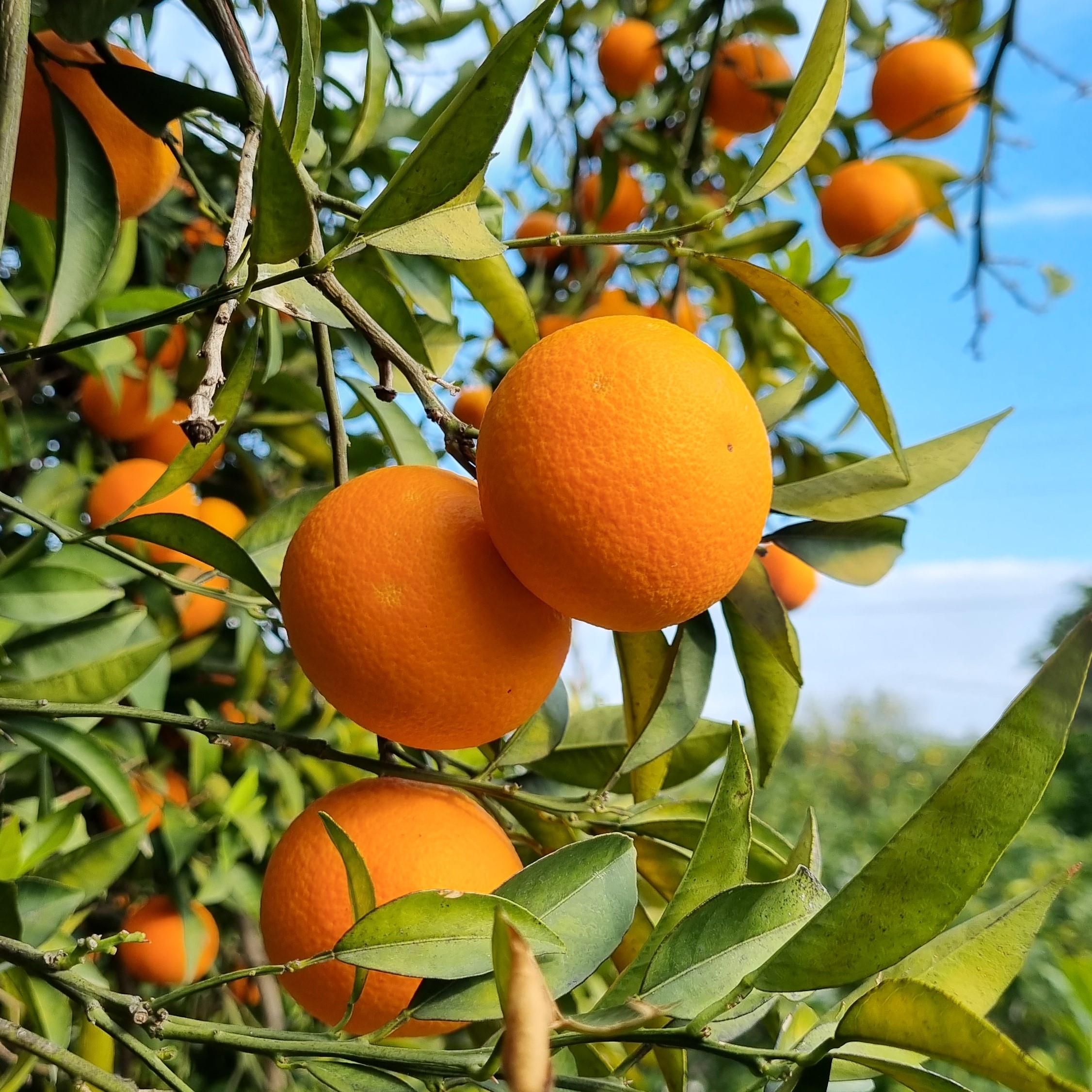 Sweet Orange book