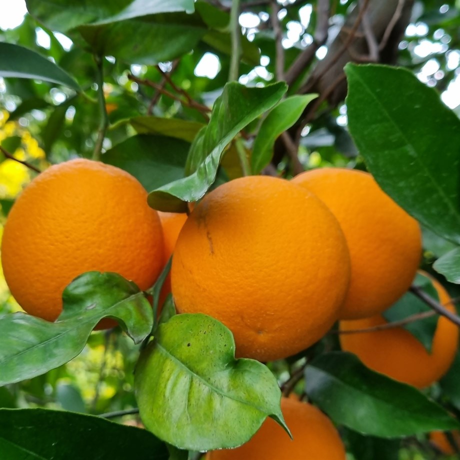 SIKMALIK PORTAKAL (TRABLUS) - 1 KG