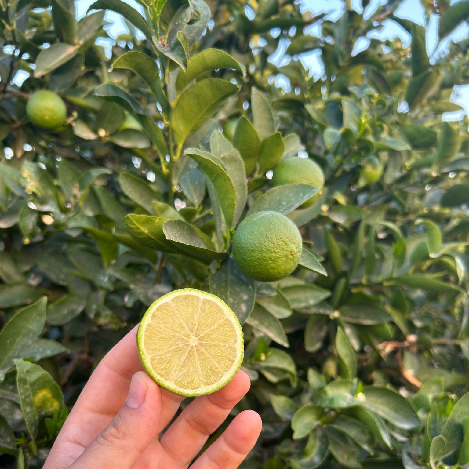 TAHITI LIME - 500 GR