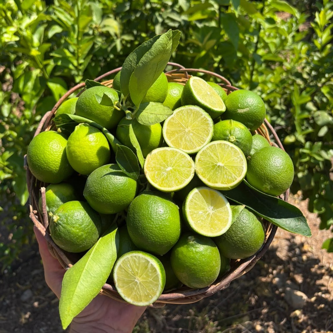 TAHITI LIME - 500 GR