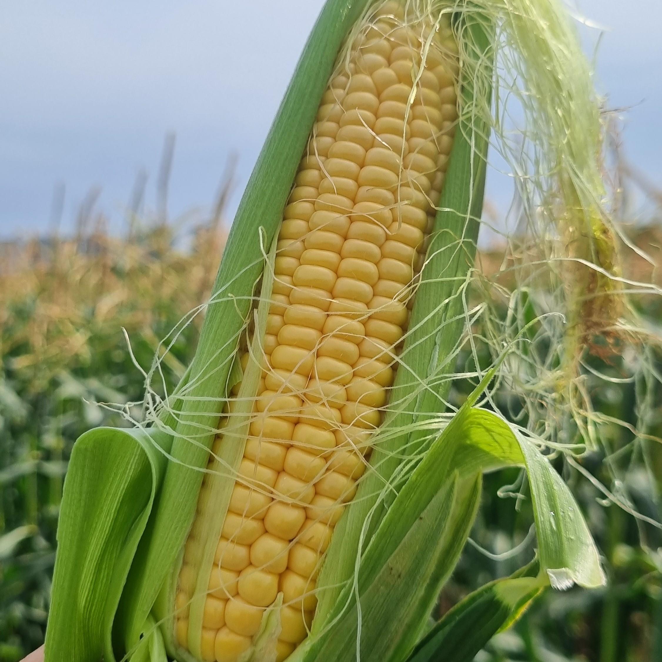 TATLI MISIR - 1 ADET