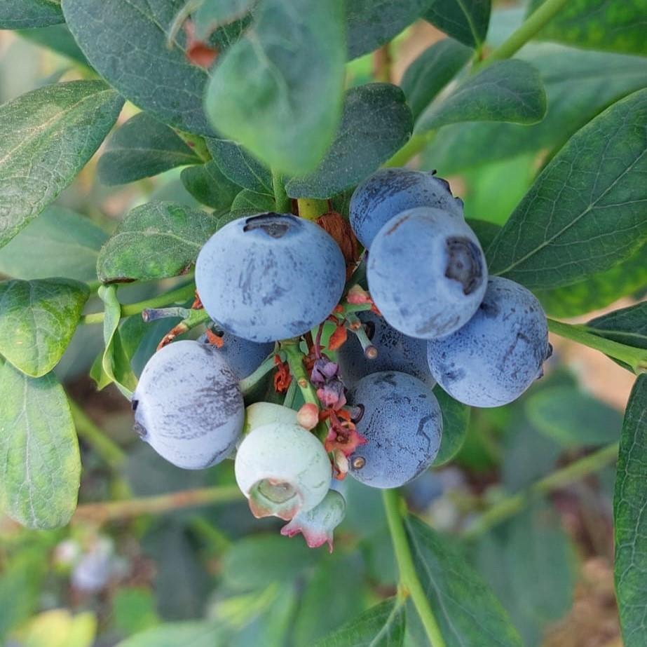 TAZE YABAN MERSİNİ (BLUEBERRY) - 125 GR