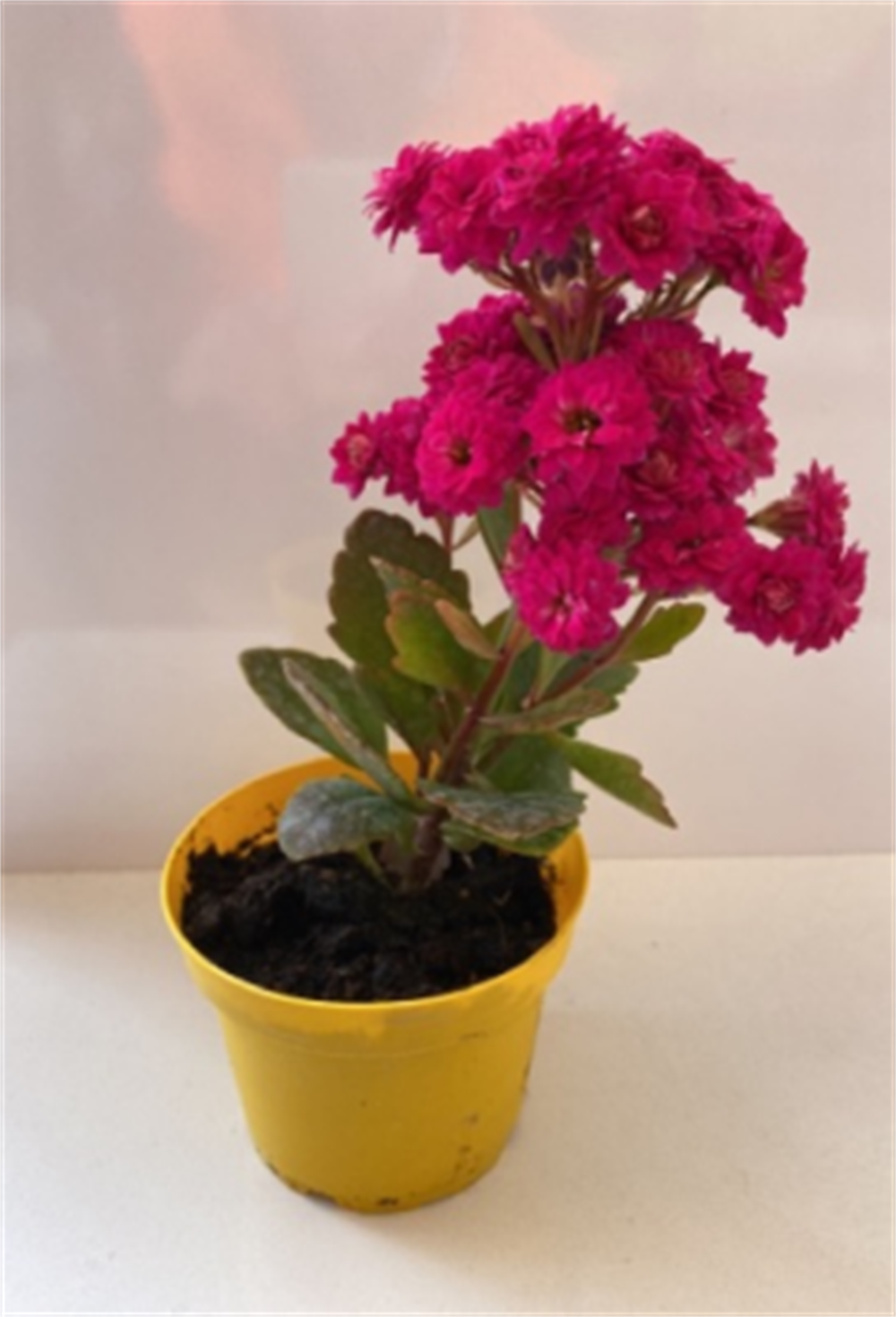 diğerHırdavat Malzemeleri Kalencia Çiçek