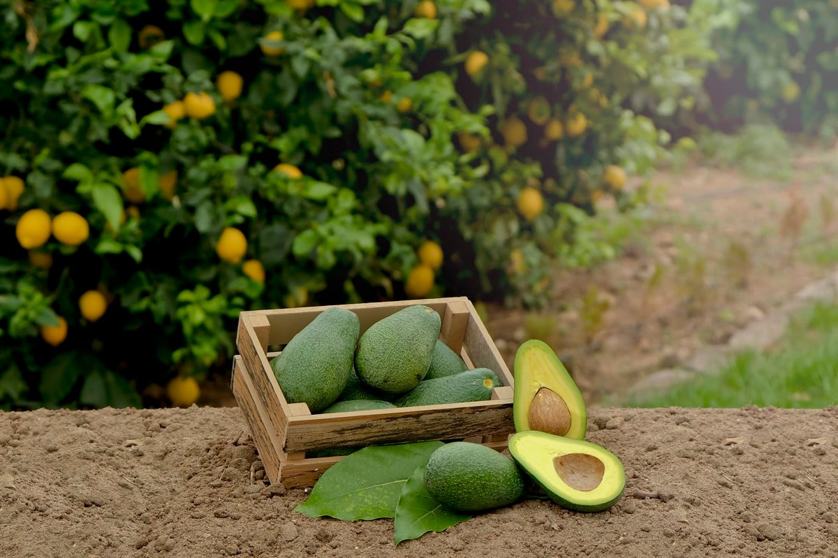 AVOKADO FUERTE 60 ADET