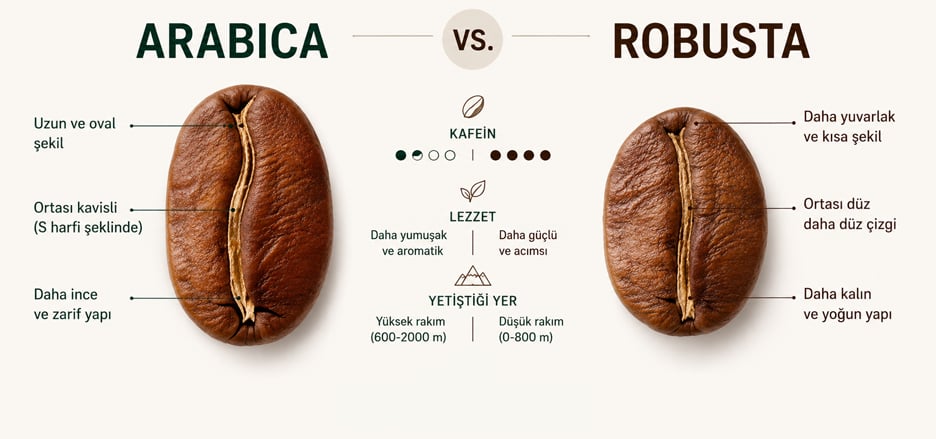 Arabica ve Robusta Tipi Çekirdekler Arasındaki Farklar Nelerdir?