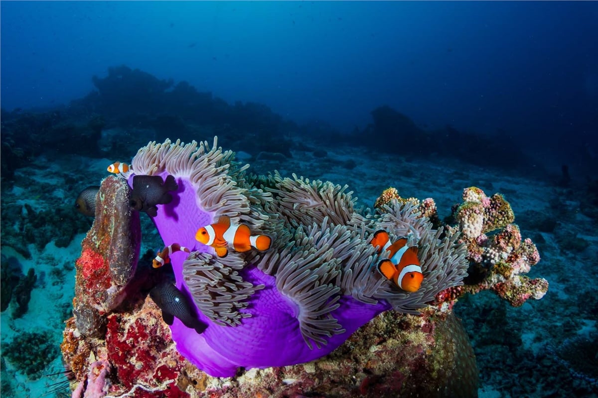 Akvaryum Duvar KağıtlarıAkvaryum Duvar Kağıdı