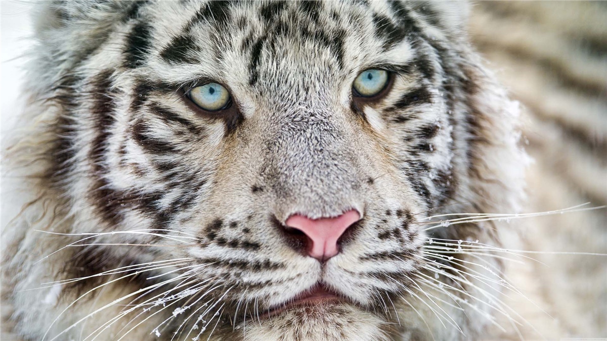 Hayvanlar Duvar KağıdıHayvanlar Duvar Kağıdı