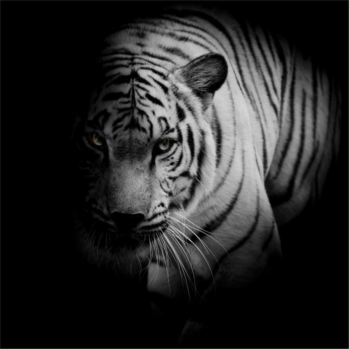 Hayvanlar Duvar KağıdıHayvanlar Duvar Kağıdı