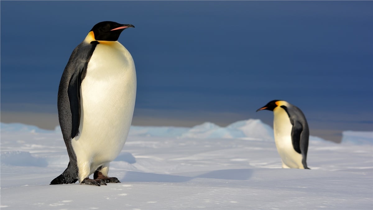 Hayvanlar Duvar KağıdıHayvanlar Duvar Kağıdı