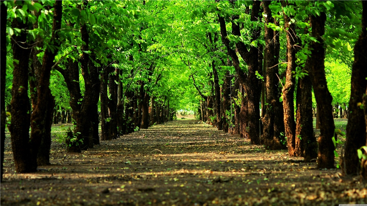 3 Boyutlu Duvar Kağıtları3 Boyutlu Duvar Kağıdı