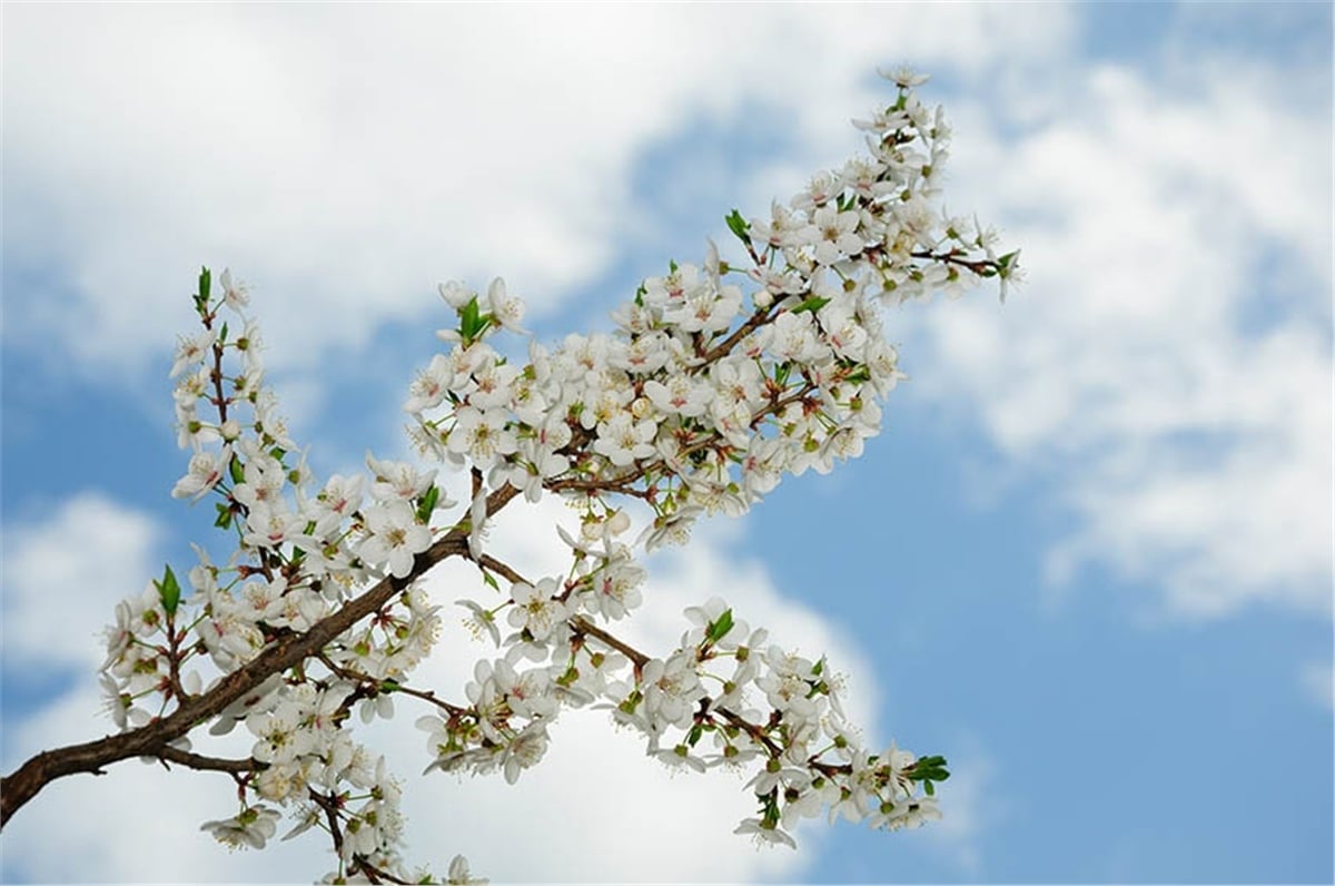 Ağaç ve Dal Duvar Kağıtları 2Ağaç ve Dal Duvar Kağıdı