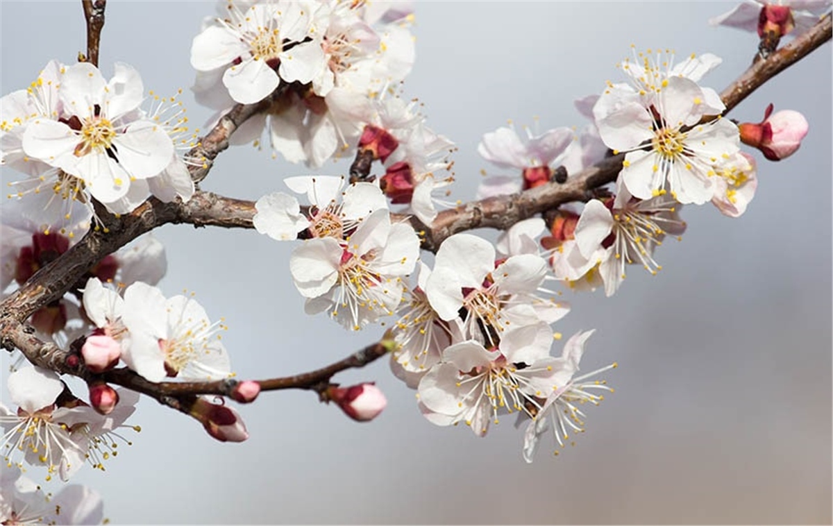 Ağaç ve Dal Duvar Kağıtları 2Ağaç ve Dal Duvar Kağıdı