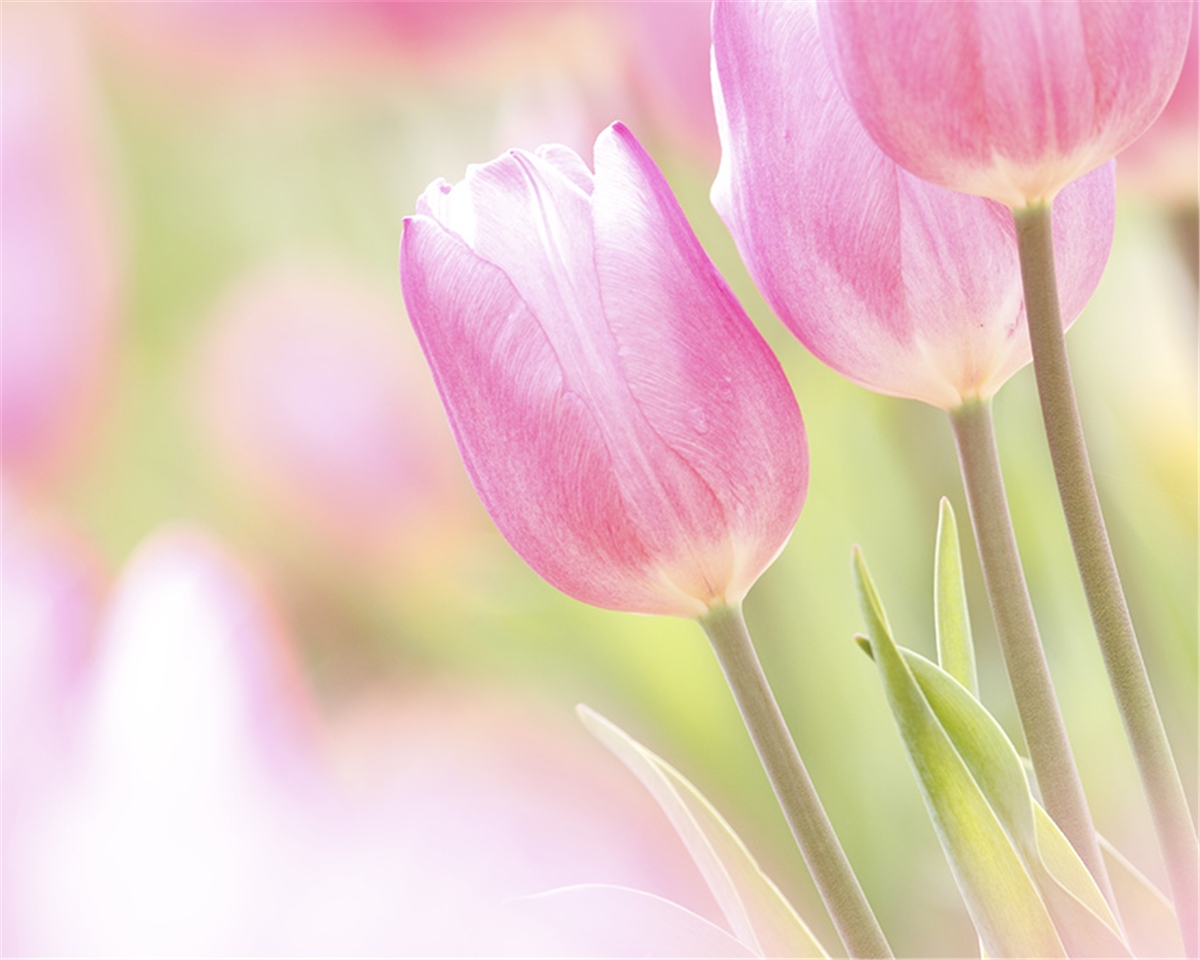 Ağaç ve Dal Duvar Kağıtları 2Ağaç ve Dal Duvar Kağıdı