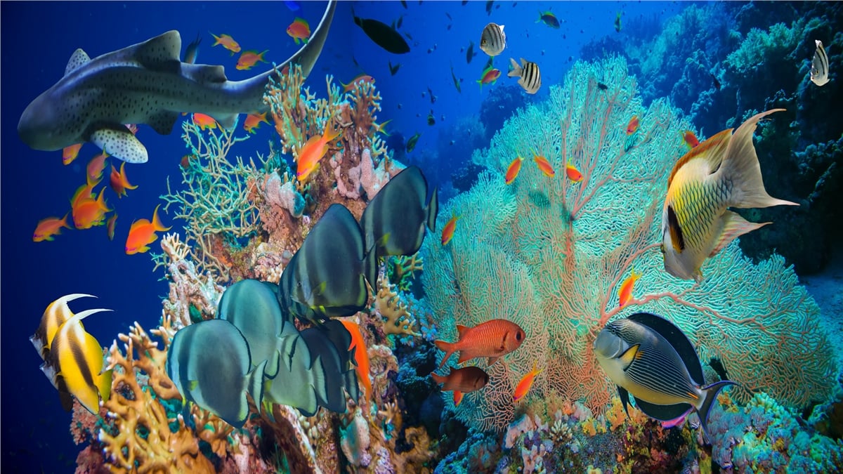 Akvaryum Duvar KağıtlarıAkvaryum Duvar Kağıdı