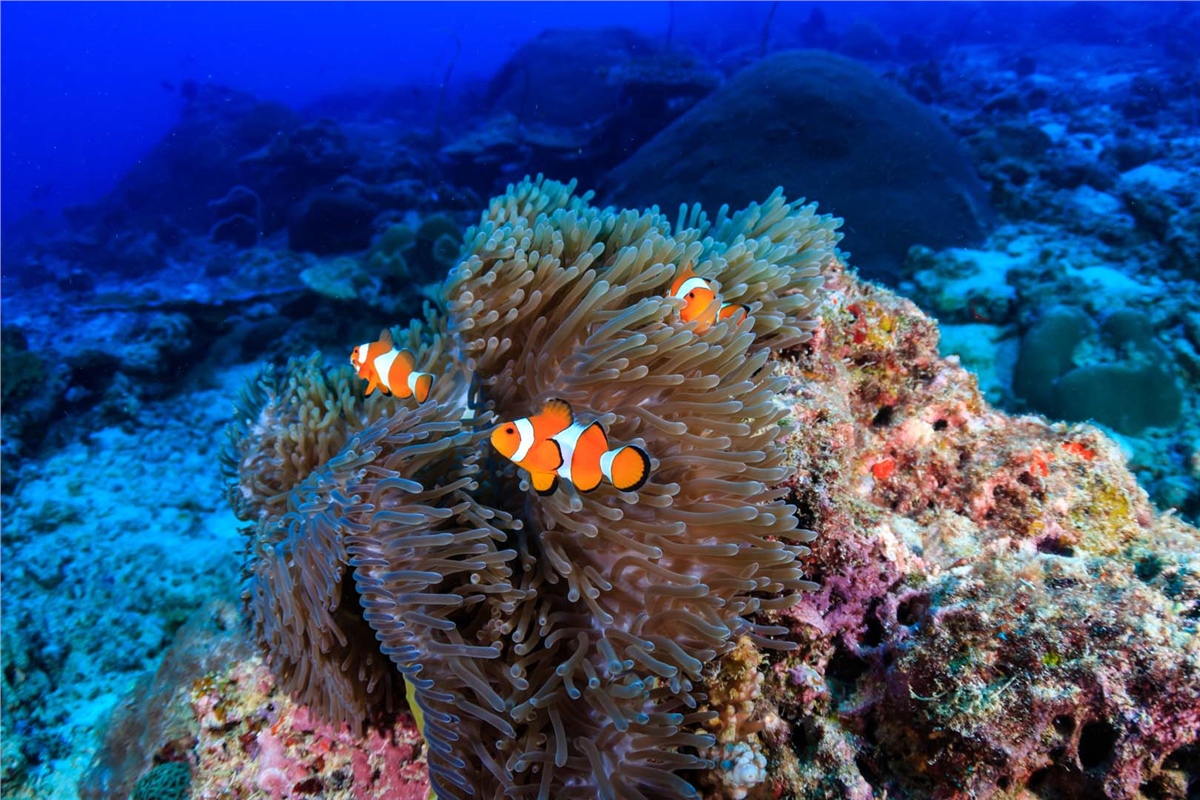 Akvaryum Duvar KağıtlarıAkvaryum Duvar Kağıdı