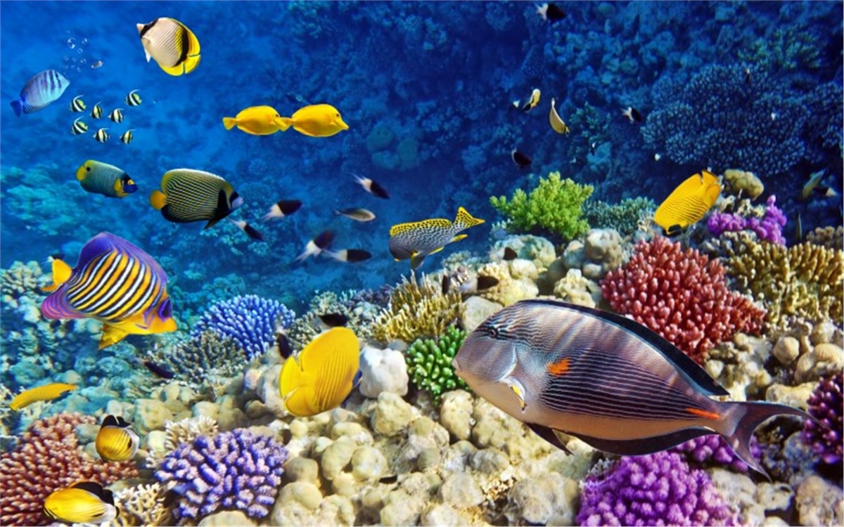 Akvaryum Duvar KağıtlarıAkvaryum Duvar Kağıdı