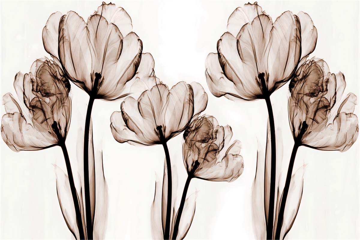 Çiçek Duvar Kağıtari 3Çiçek Duvar Kağıdı