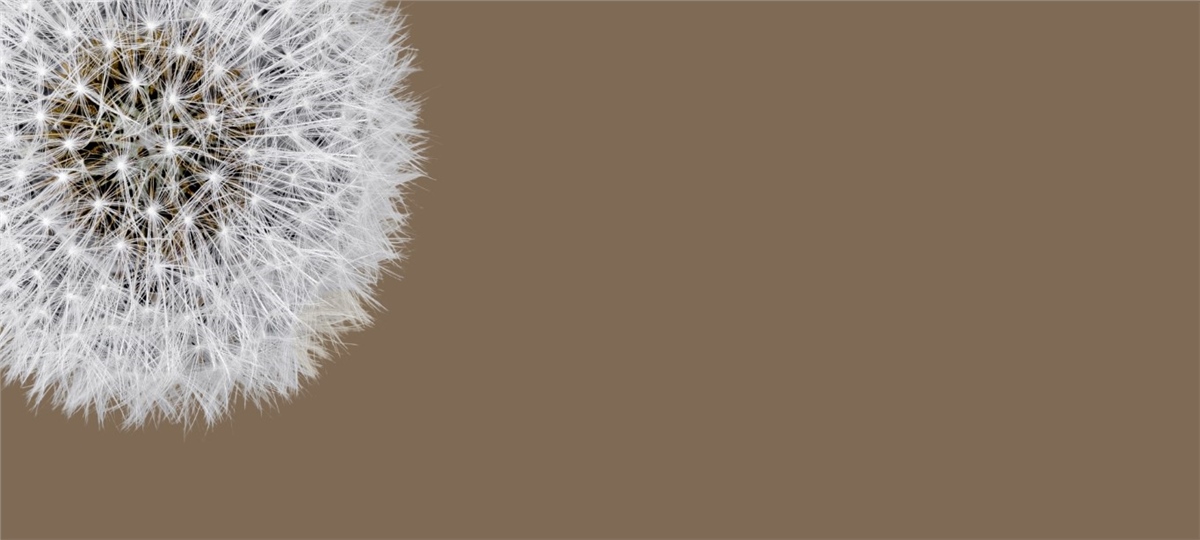 Çiçek Duvar Kağıtari 3Çiçek Duvar Kağıdı