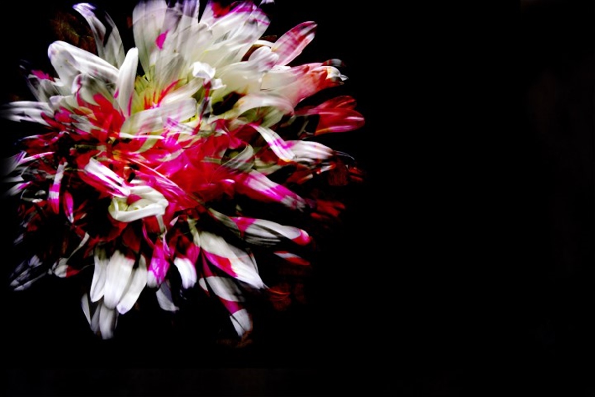 Çiçek Duvar Kağıtları 2Çiçek Duvar Kağıdı