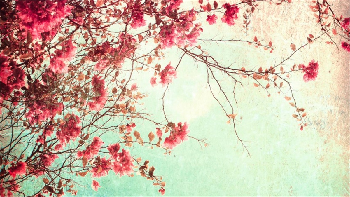 Çiçek Duvar Kağıtları 2Çiçek Duvar Kağıdı