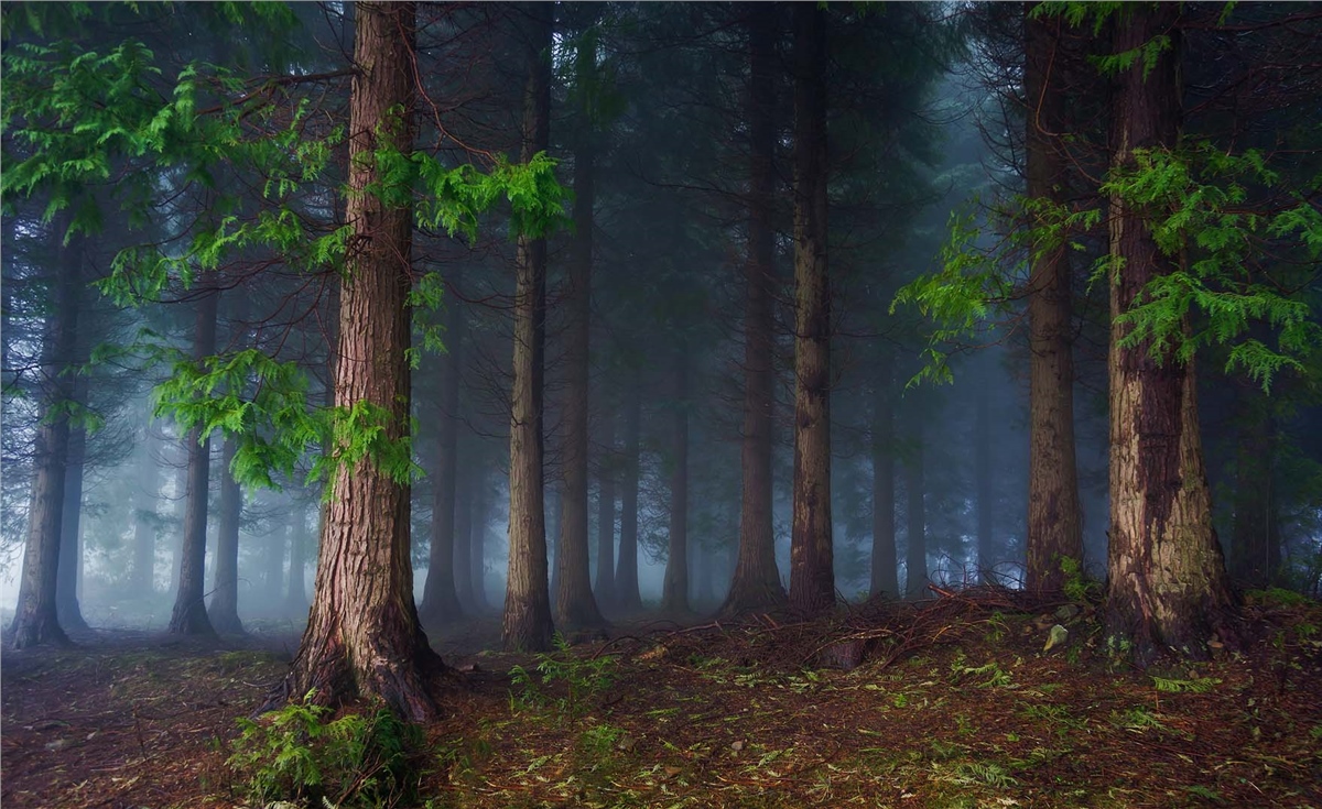 Dağ ve Orman Duvar KağıtlarıDağ ve Orman Duvar Kağıdı