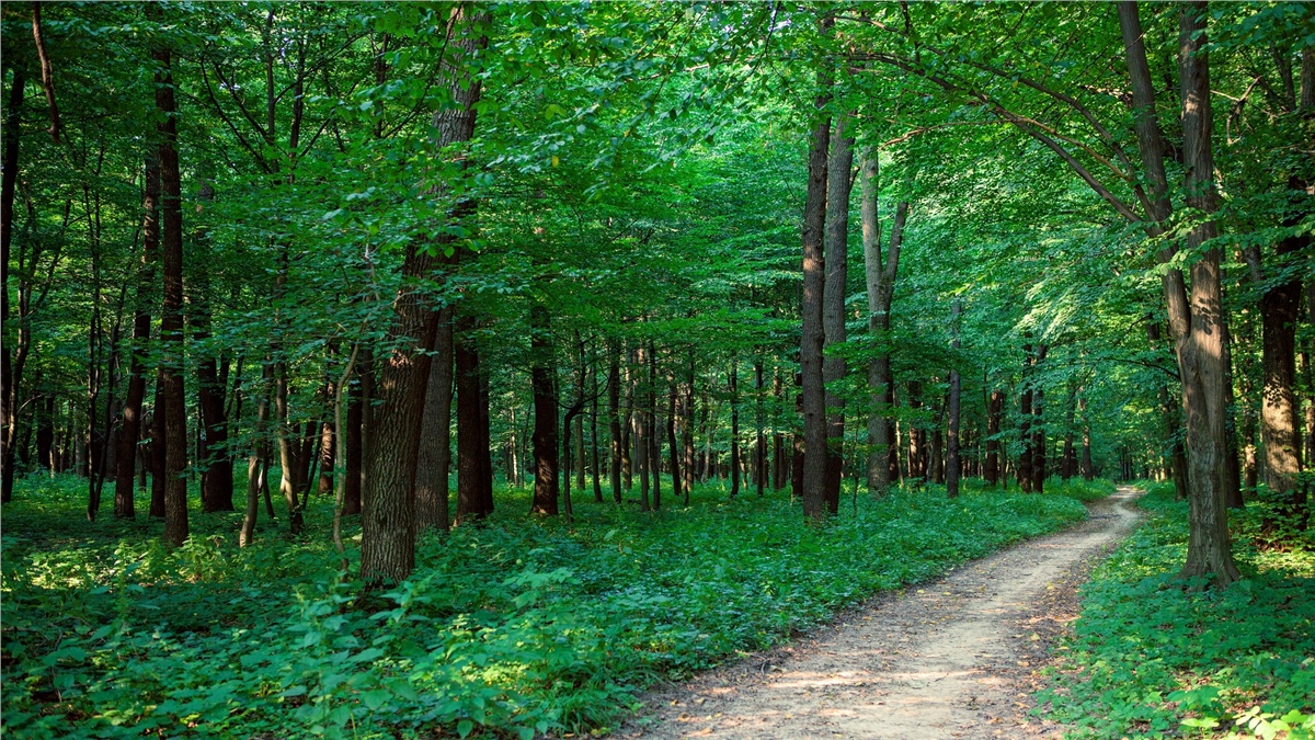 Dağ ve Orman Duvar KağıtlarıDağ ve Orman Duvar Kağıdı