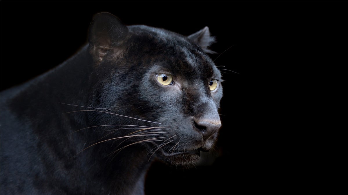 Hayvanlar Duvar KağıdıHayvanlar Duvar Kağıdı