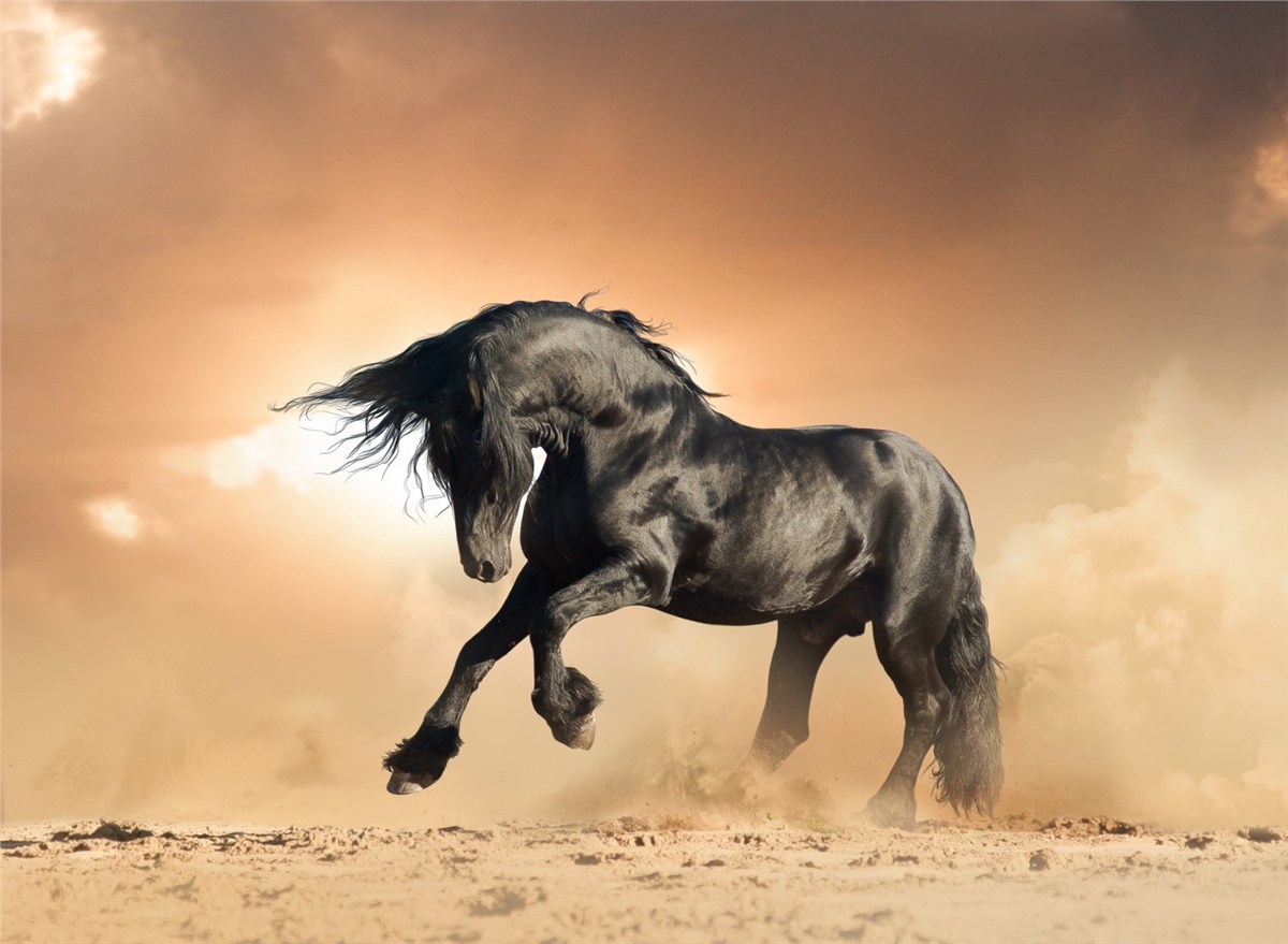 Hayvanlar Duvar KağıdıHayvanlar Duvar Kağıdı