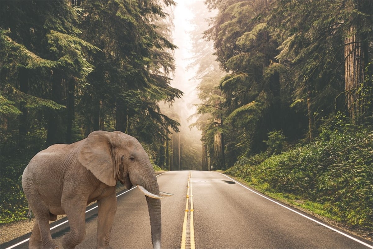 Hayvanlar Duvar KağıdıHayvanlar Duvar Kağıdı