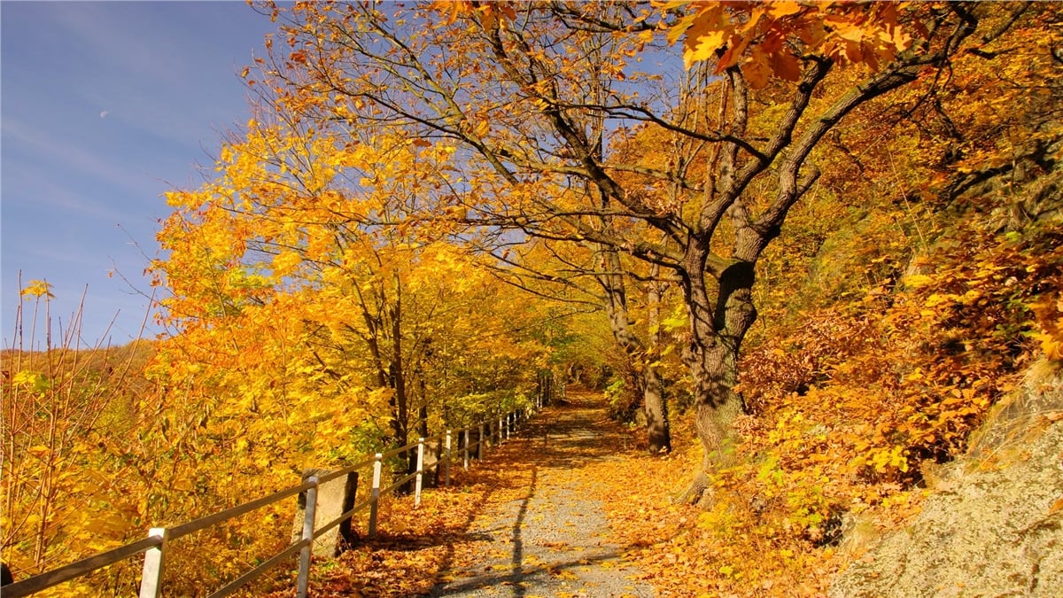 Sonbahar Duvar KağıtlarıSonbahar Duvar Kağıdı