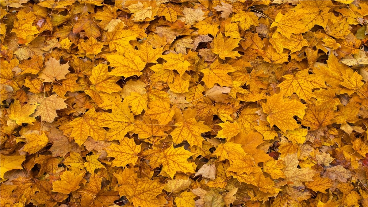 Sonbahar Duvar KağıtlarıSonbahar Duvar Kağıdı