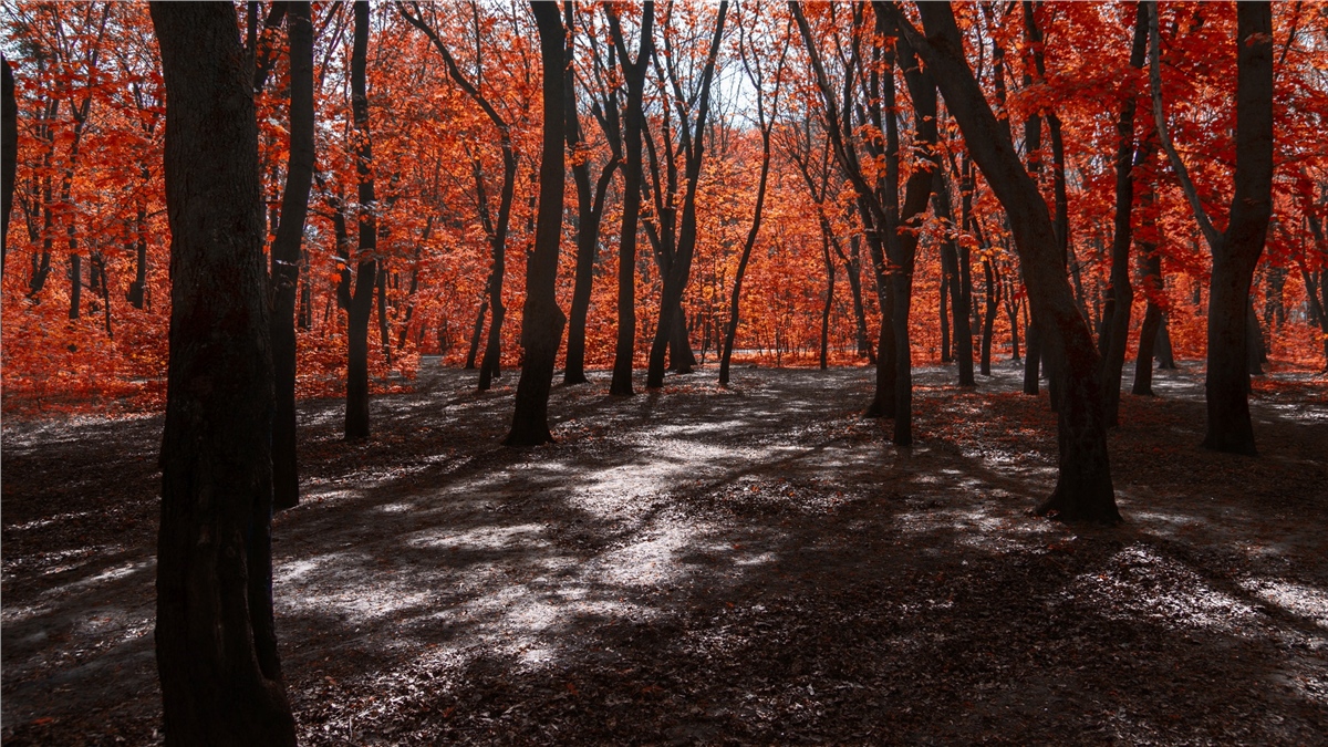 Sonbahar Duvar KağıtlarıSonbahar Duvar Kağıdı