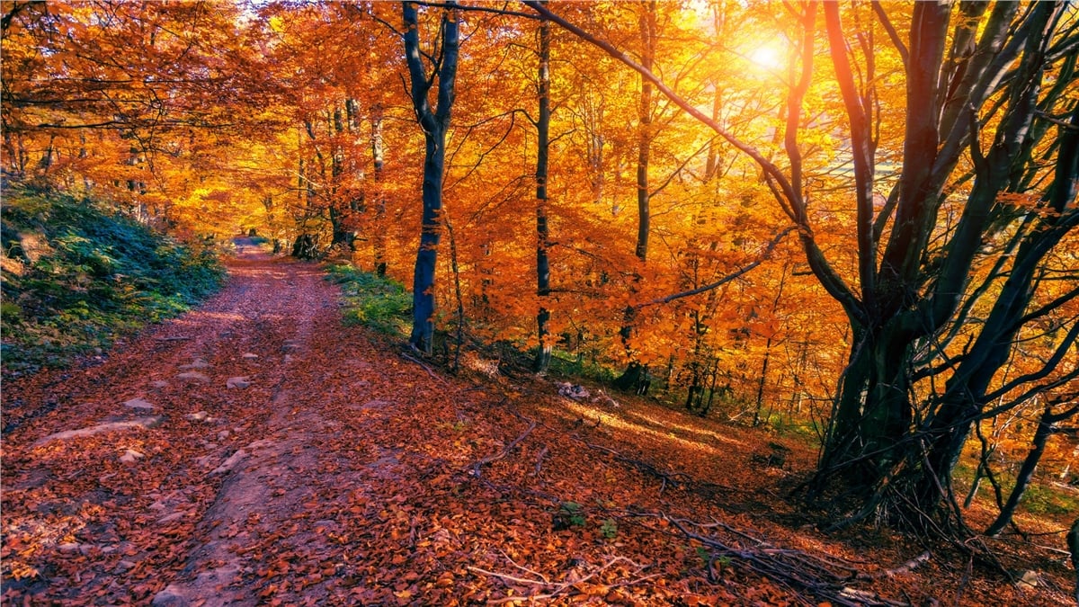 Sonbahar Duvar KağıtlarıSonbahar Duvar Kağıdı