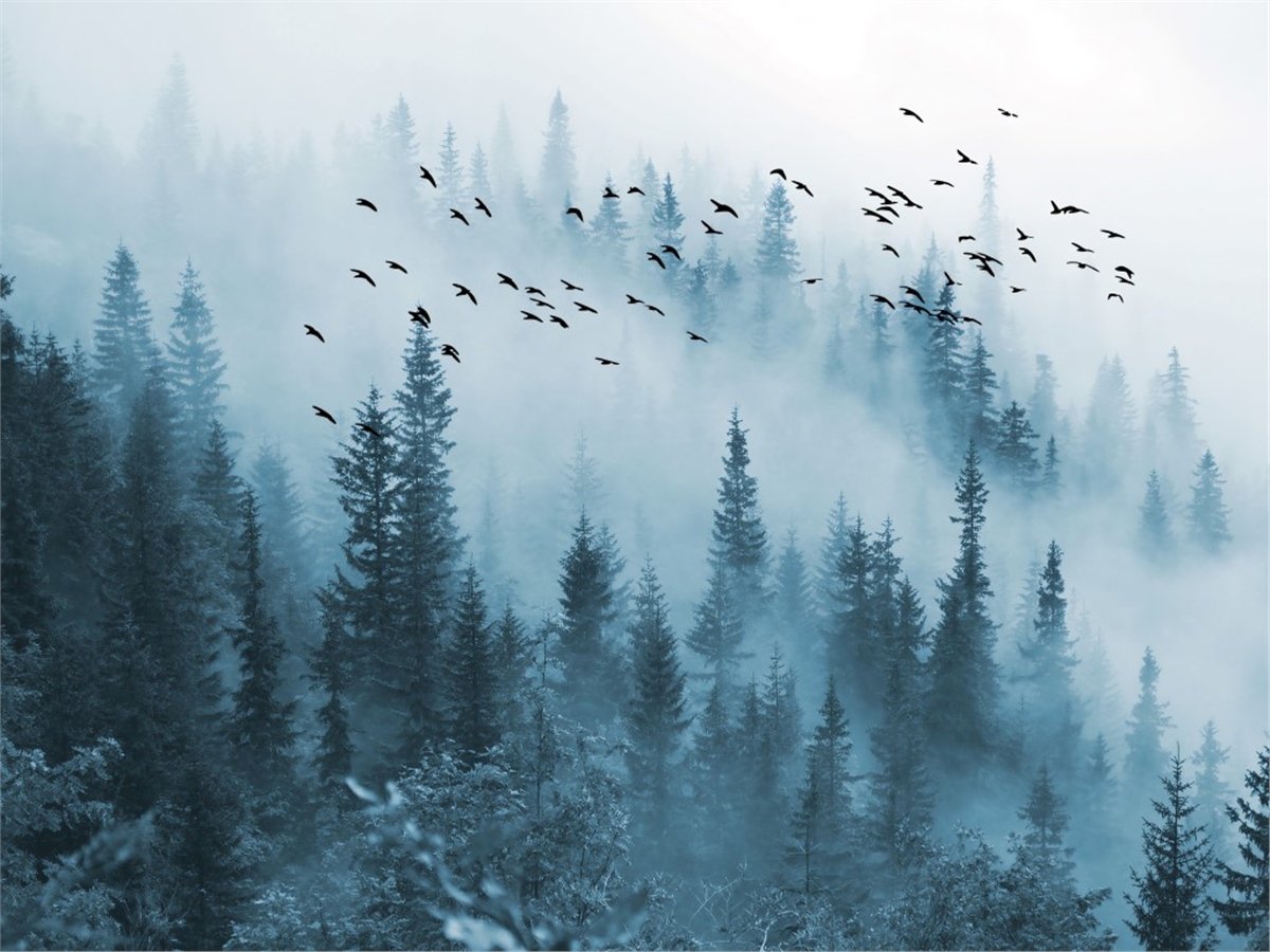 Tropikal Duvar Kağıtları 2Tropikal Duvar Kağıdı