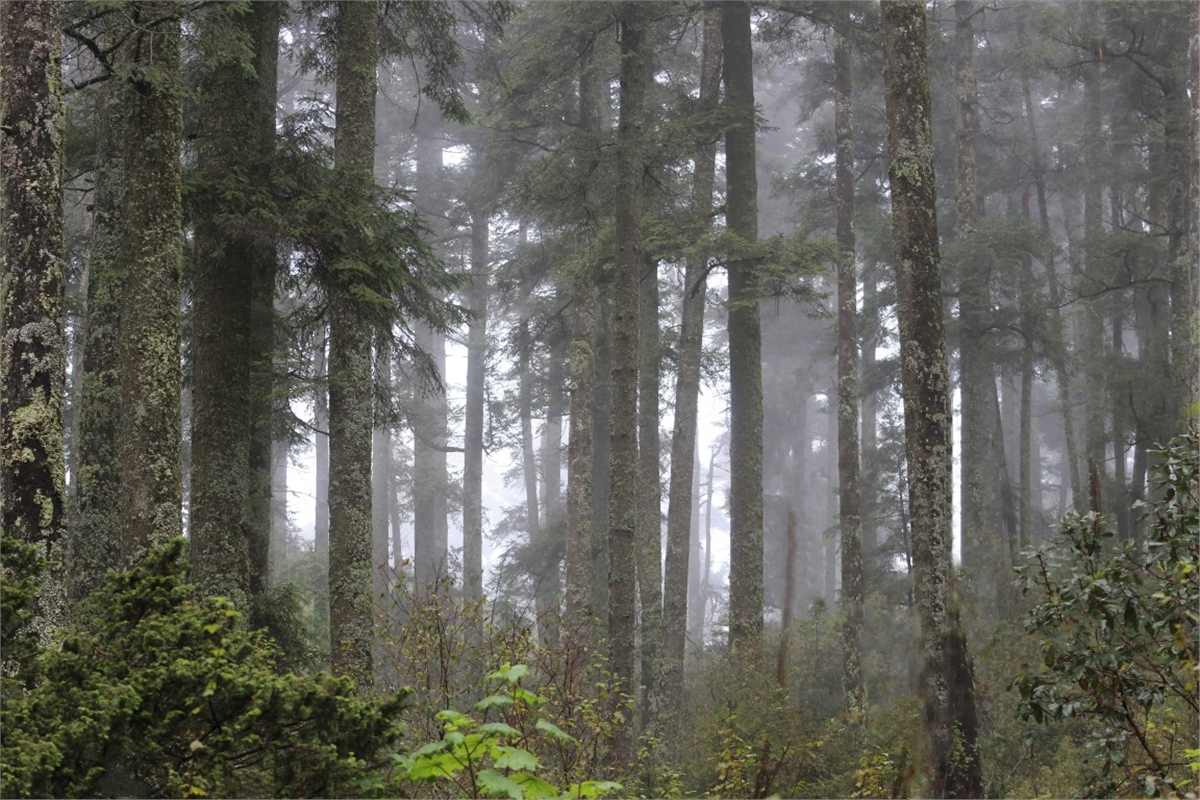Tropikal Duvar Kağıtları 2Tropikal Duvar Kağıdı