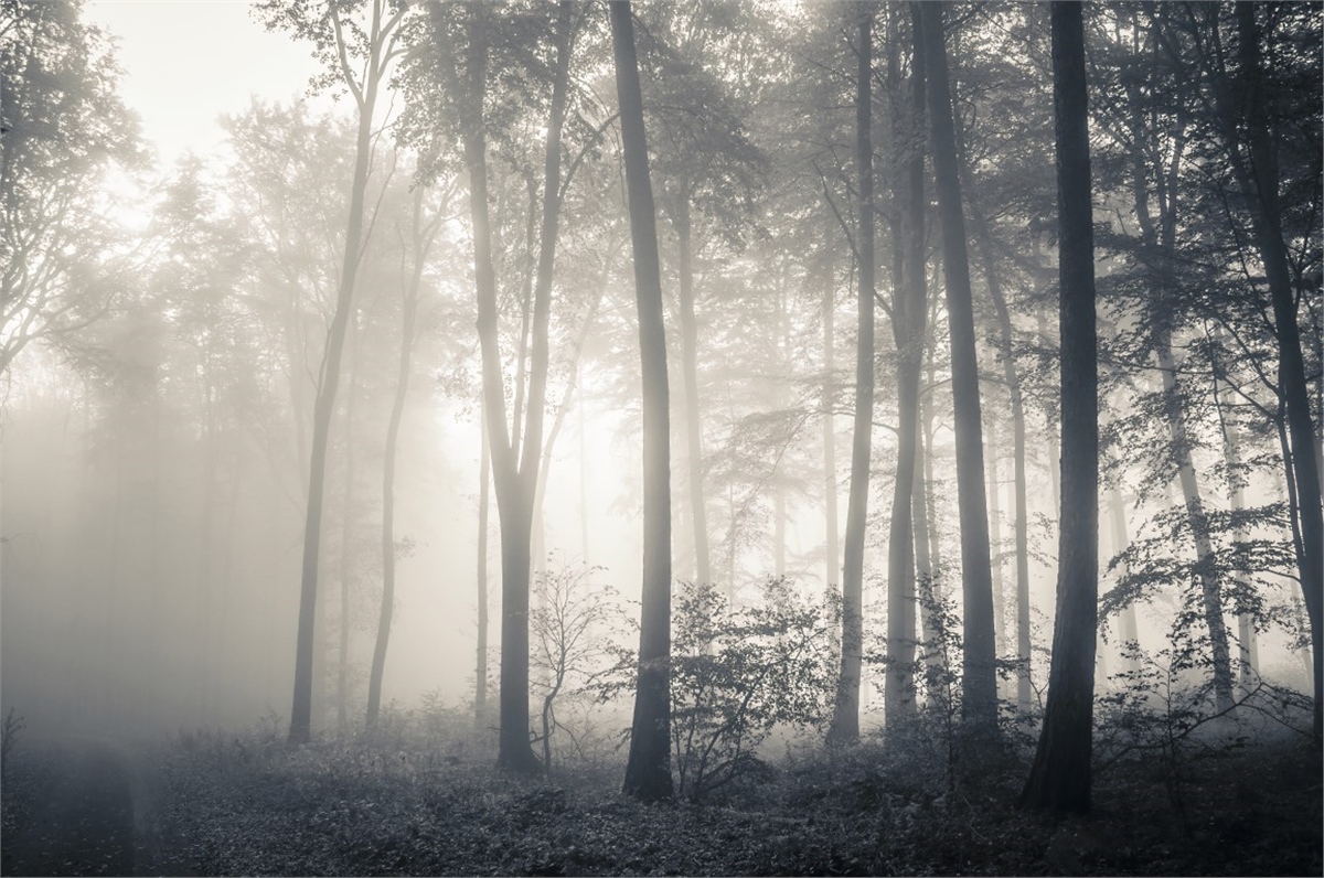 Tropikal Duvar Kağıtları 2Tropikal Duvar Kağıdı